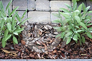 Pine bark mulch around two salvia bushes selective focus