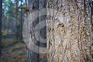 Pine bark of old pine tree sun lighted close up over out of focus pine forest background with copyspace. Pine or Pinus