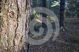 Pine bark of old pine tree sun lighted close up over out of focus pine forest background with copyspace. Pine or Pinus