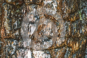 Pine bark of old tree as abstract background