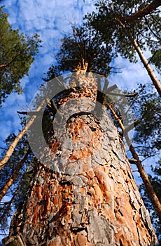 pine bark in sunny sanctification photo