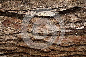 Pine Bark Surfaces Texture Backgrounds, Texture 7