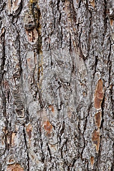 Pine bark texture