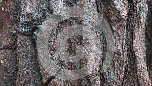 pine tree bark texture as background