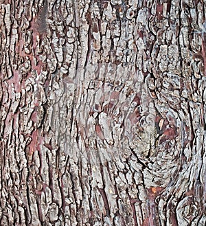 Pine bark texture background