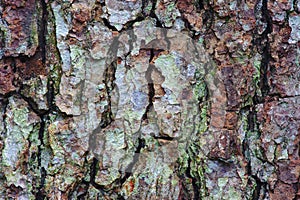 Pine bark texture close-up