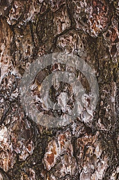 Pine bark texture closeup
