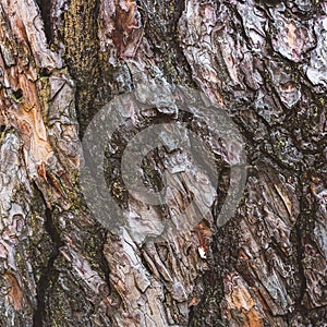 Pine bark texture closeup