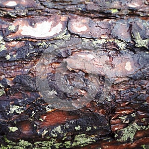 Pine bark texture closeup. Old bark pattern