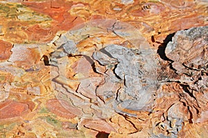 Pine bark texture with knag