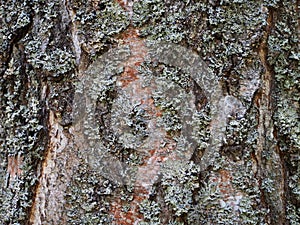 Pine Bark Texture Organic Floral Textured Surface