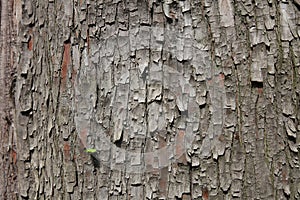 Pine bark texture texture details texture map