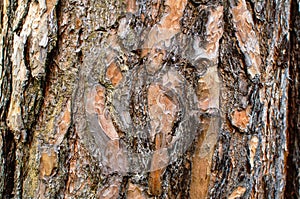 Pine bark texture