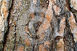 Pine bark texture
