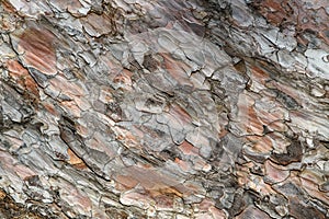 Pine bark texture. Wooden surface
