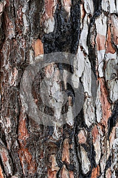 Pine bark with traces of fire, pinus canariensis