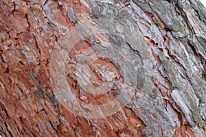 Pine bark on a tree in the forest