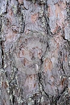 Pine bark on a tree trunk. Close-up.