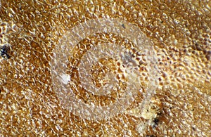 Pine bark under the microscope