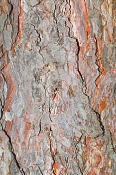 Pine bark