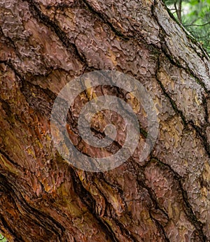 Pine bark wood texture