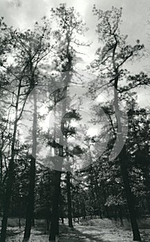Pine Barrens photo