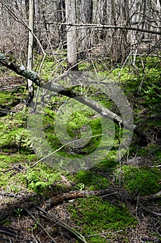 Pine Barrens Mossy Bog