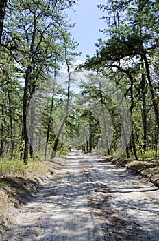 Pine Barrens Road