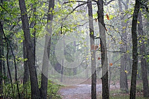 Pine Barrens Sunshower