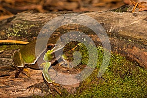 Pine Barrens Treefrog