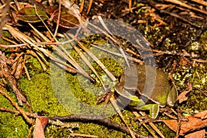 Pine Barrens Treefrog