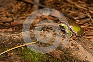 Pine Barrens Treefrog