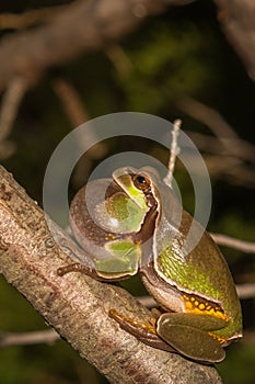 Pine Barrens Treefrog