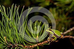 Pine Barrens Treefrog