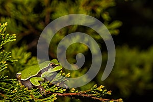 Pine Barrens Treefrog