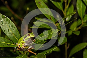 Pine Barrens Treefrog