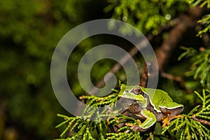 Pine Barrens Treefrog