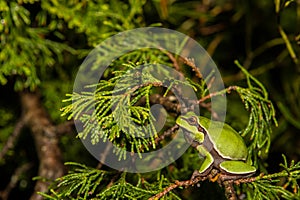 Pine Barrens Treefrog