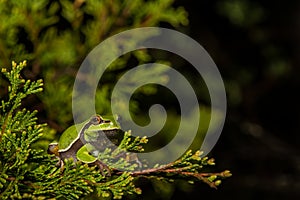 Pine Barrens Treefrog photo