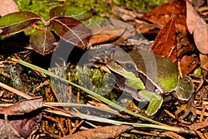 Pine Barrens Treefrog photo