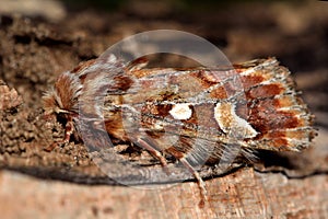 Pine beauty moth (Panolis flammea)