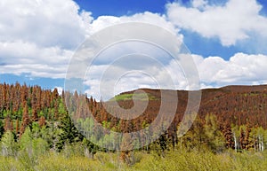 Pine Beetle Damage - Global Warming Concept