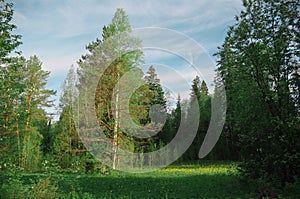 Pine birch glade in the forest morning season