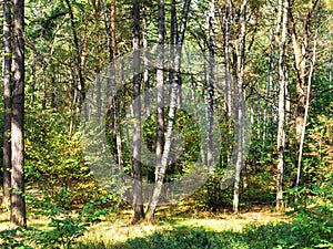 Pine and birch trees in forest in autumn