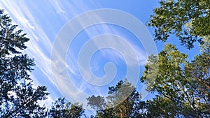 Pine and birch trees grow in the city park. Their crowns rise high into the blue sky. Feathery clouds float across the sky. Sunny