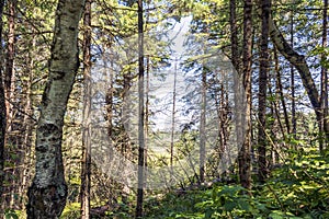 Pine and birch trees in summer forest