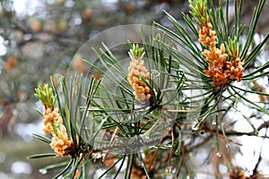 Pine blossoms in spring. plants.