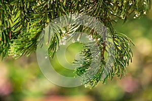 Pine on blurred colorful background forest. Raindrops on pine