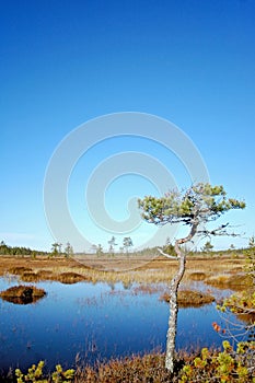 Pine on bog