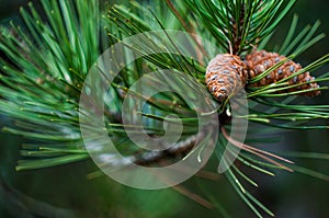 Pine with bokeh background
